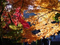 紅葉