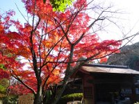 紅葉
