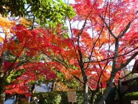 紅葉