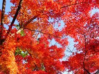 紅葉