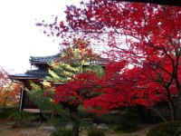 紅葉