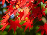 紅葉