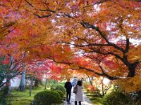 紅葉