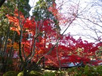 紅葉