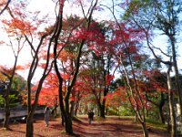 紅葉