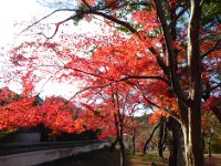 紅葉