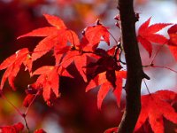 紅葉