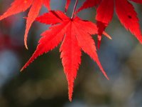 紅葉　紅が綺麗