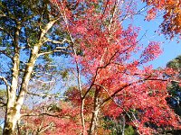 紅葉