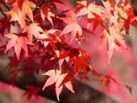 紅葉