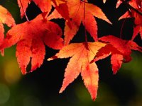 紅葉