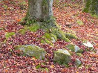 紅葉の絨毯