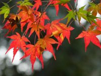 紅葉