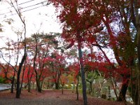 紅葉