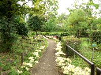 川崎市緑化センター ヒガンバナ