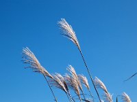 すすき
