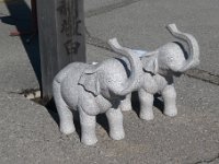 子象さん