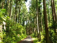 ハイキング道