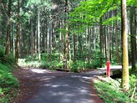 ハイキング道 分岐 左へ進みます