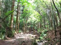 ハイキング道