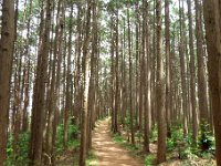 ハイキング道