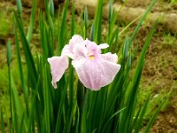 しょうぶ：若桜