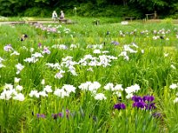 しょうぶ公園