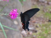 カラスアゲハ