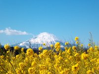 菜の花と富士山