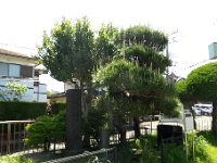 腹切松