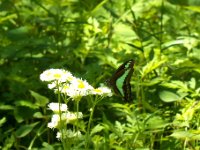 アゲハチョウ