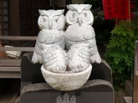 梟