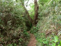 ハイキング路