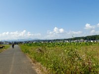 今寺天皇塚水田：この方向に富士山が見えるようです