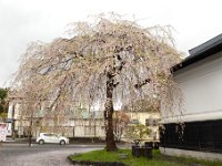しだれ桜
