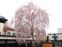 しだれ桜