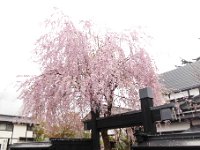 しだれ桜