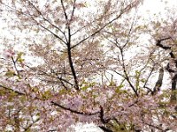 桧木内川堤の桜