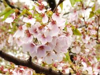 桧木内川堤の桜