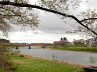 桧木内川堤の桜並木