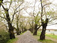 桧木内川堤の桜並木