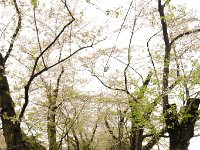 桧木内川堤の桜並木