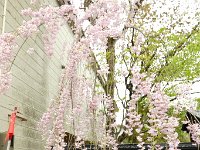 しだれ桜