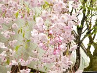 しだれ桜