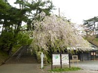 千秋公園の桜