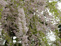 しだれ桜