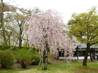 しだれ桜