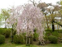 しだれ桜