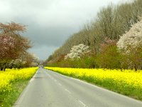 桜並木と菜の花ロード