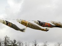 鯉のぼり